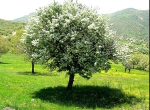 طبیعت دلفان لرستان