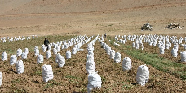 سیب زمینی 