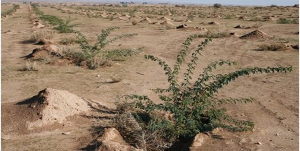 بیابان
