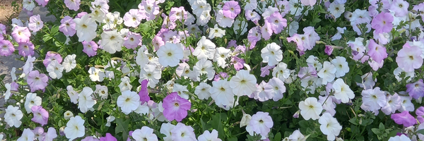 تصویر سربرگ نمایه‌ی کاربر