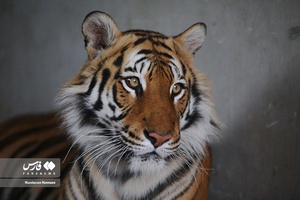 حیوانات «خانه نوری»