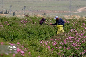برداشت «گل محمدی» در میمند