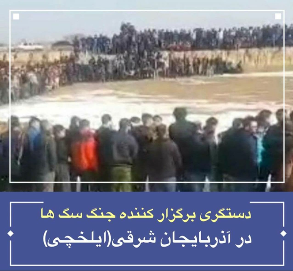 جنگ سگ ها