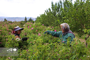 برداشت گل محمدی از مزارع خراسان شمالی