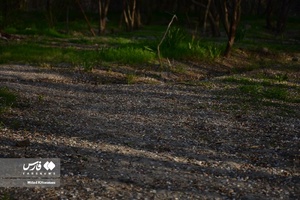 جلوه بی نظیر شکوفه های درختان زردآلو منصوریه 