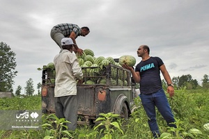 هندوانه «چاف»