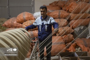 ریسندگی خامه های فرش قبل از رنگرزی