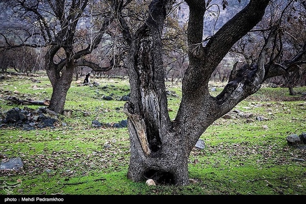 زاگرس