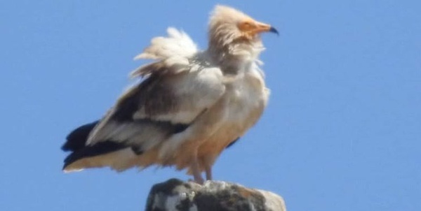 کرکس