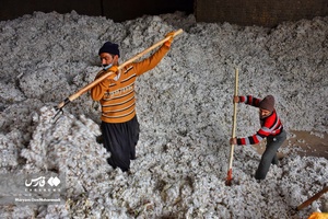 کار گاه فراوری پنبه در خراسان‌شمالی