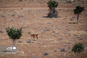 گوزن زرد ایرانی