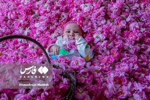 برداشت «گل محمدی» در میمند