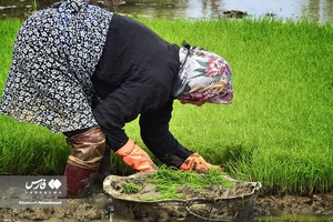 نشاکاریِ «شالیکاران گیلانی»