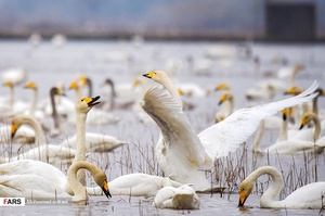 جمعیت و زمان مهاجرت قوها نیز باتوجه به شرایط آب هوایی متغیر است به گونه ای که در شرایط سرد آب و هوایی زمان مهاجرت قوها زودتر از معمول خواهد بود تعداد آنها نیز به بیش از پنج هزار قطعه میرسد