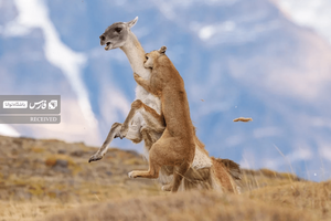 برگزیده بخش حیات وحش