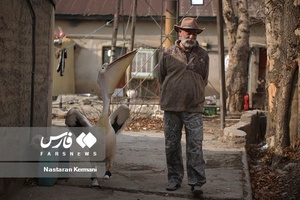 حیوانات «خانه نوری»