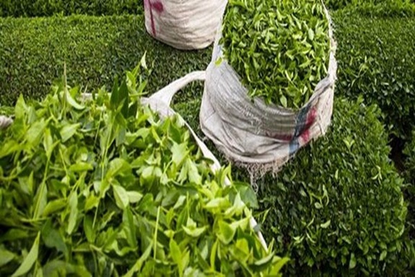 برگ سبز چای 