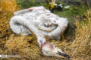 لاشه پرنده تلف شده در حاشیه تالاب سرخرود