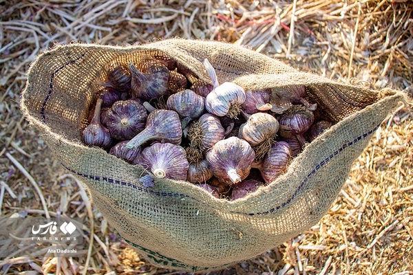 «تیمورلو» قطب تولید سیر ایران