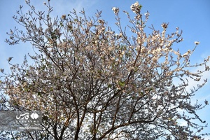 جلوه بی نظیر شکوفه های درختان زردآلو منصوریه 