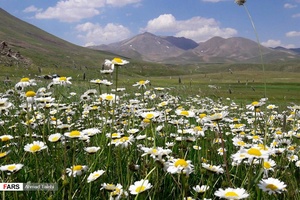 گلهای بابونه دامنه کوه سهند