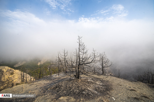 آتش سوزی در جنگل