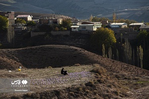 زعفران نوبرانه