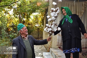 برداشت پنبه از مزارع خراسان‌شمالی