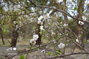 جلوه بی نظیر شکوفه های درختان زردآلو منصوریه 