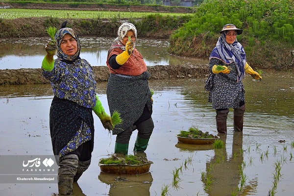 نشاکاریِ «شالیکاران گیلانی»