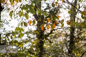 پاییز در زمستان