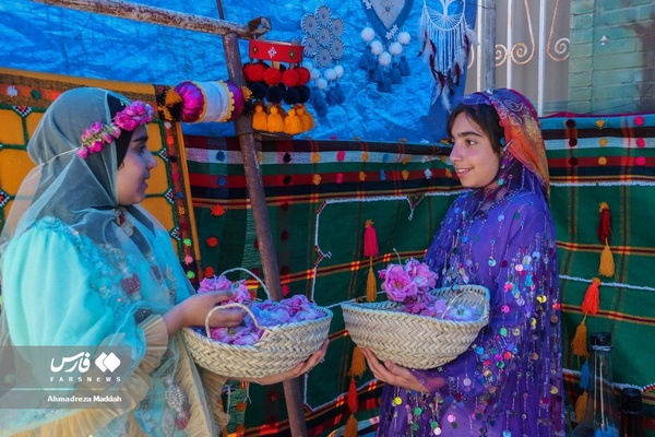برداشت «گل محمدی» در میمند