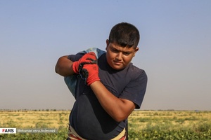 برداشت طالبی