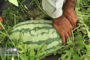 هندوانه «چاف»