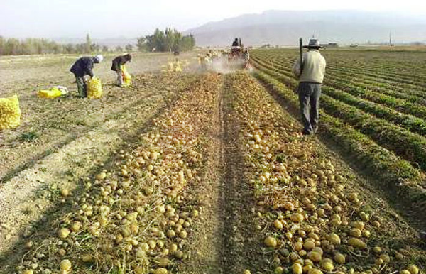 کشاورزی