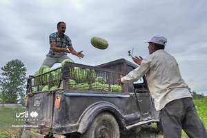 هندوانه «چاف»