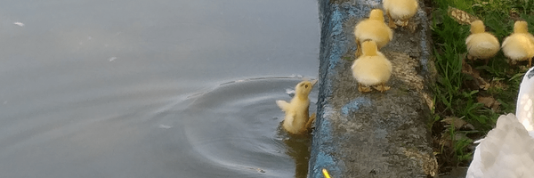 تصویر سربرگ نمایه‌ی ‌گربه پنیری‌