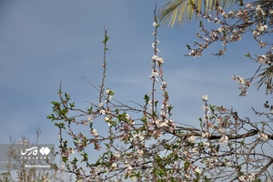 جلوه بی نظیر شکوفه های درختان زردآلو منصوریه 