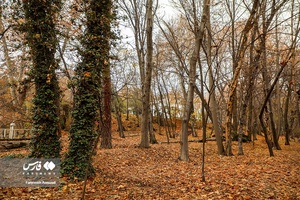 برگ ریزان پاییز