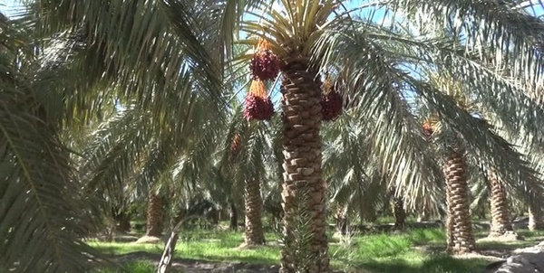 خرما