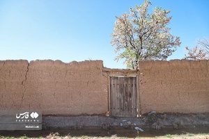 شکوفه های بهاری