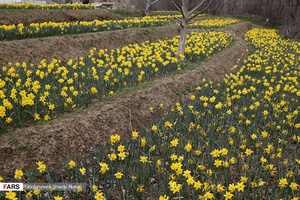  نرگسِ « ماسال »