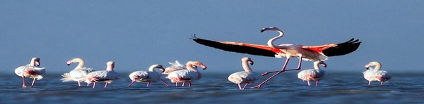 پرنده نگری