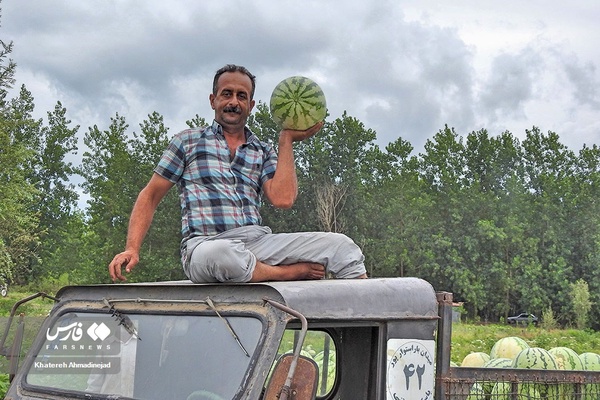 هندوانه «چاف»