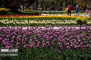 باغ گل‌های لاله چمران از جاذبه‌های شگفت‌انگیز در فصل بهار است که معمولا از فروردین هرسال آغاز و تا نیمه‌های اردیبهشت ادامه دارد.