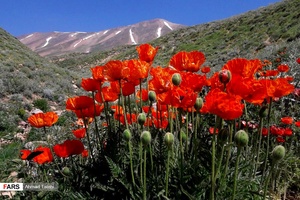 طبیهت دامنه کوه سهند