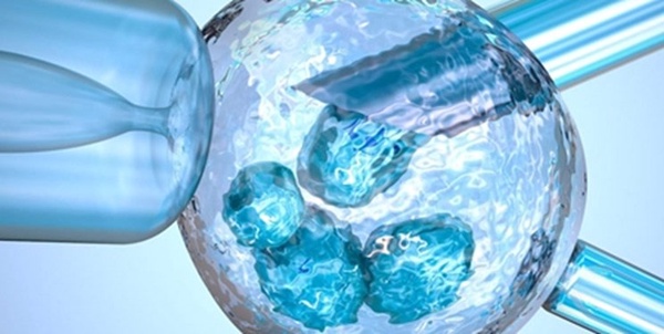 سلول بنیادی 