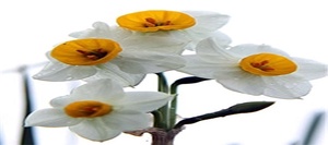 گل نرگس