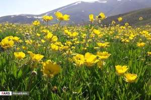 گزارش تصویری