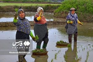 نشاکاریِ «شالیکاران گیلانی»
